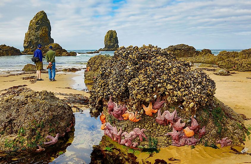 Starfish on a rock outcropping at low tide at Cannon Beach