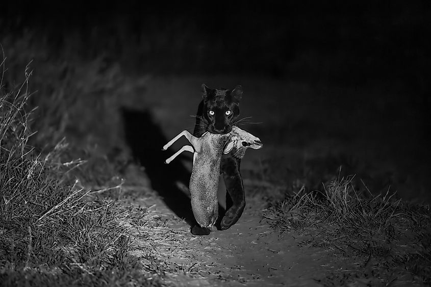 A black panther
