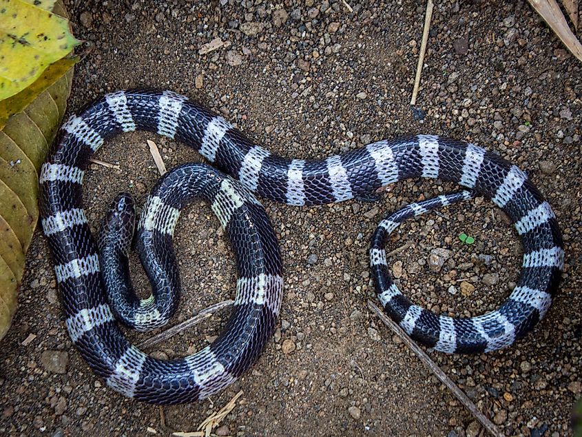A Malayan blue krait (Bungarus candidus) 