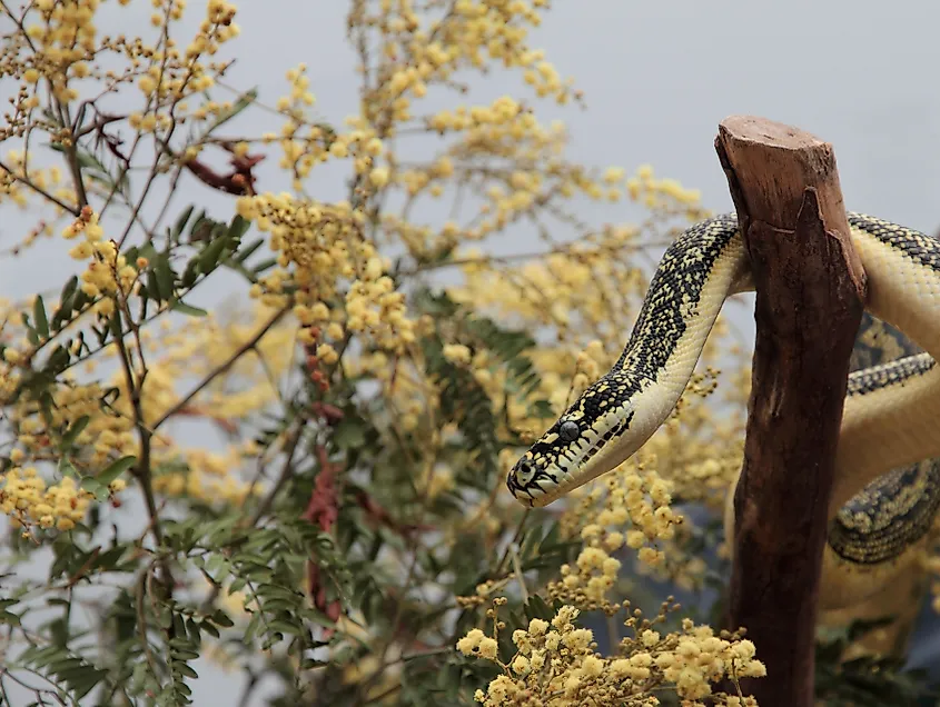 Coastal Carpet Python in Queensland, Australia