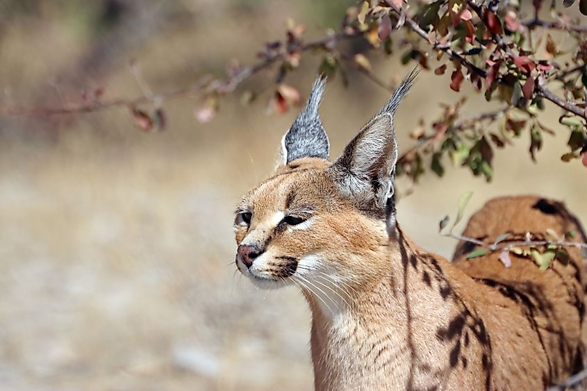 A caracal (Caracal caracal)
