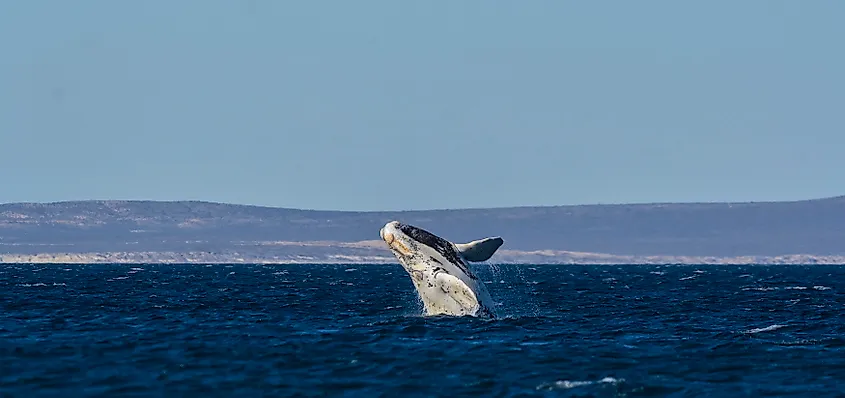 A North Atlantic right whale (Eubalaena glacialis)
