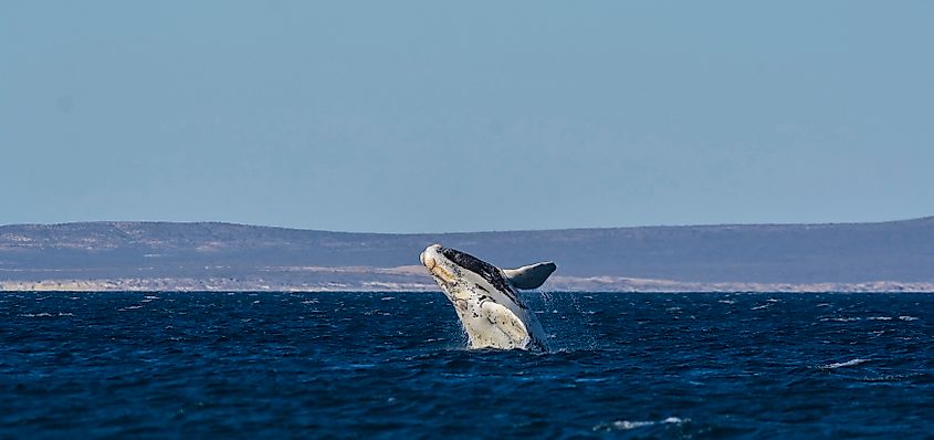A North Atlantic right whale (Myotis septentrionalis)