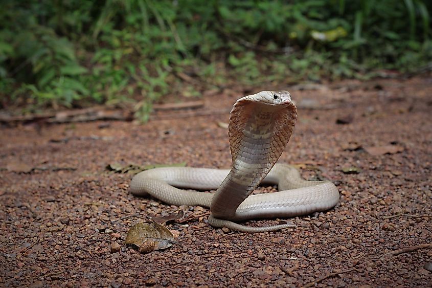 A monocled cobra (Naja kaouthia)