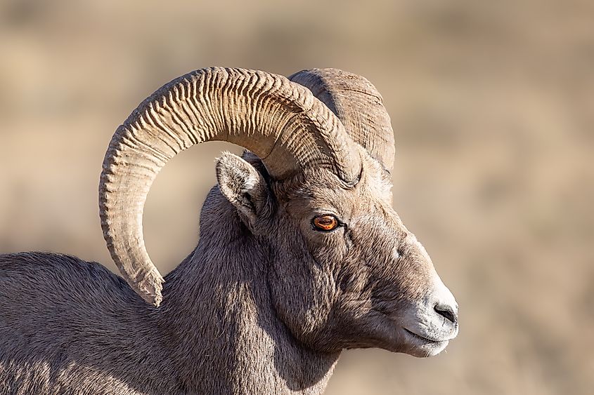 A Rocky Mountain bighorn sheep (Ovis canadensis canadensis)