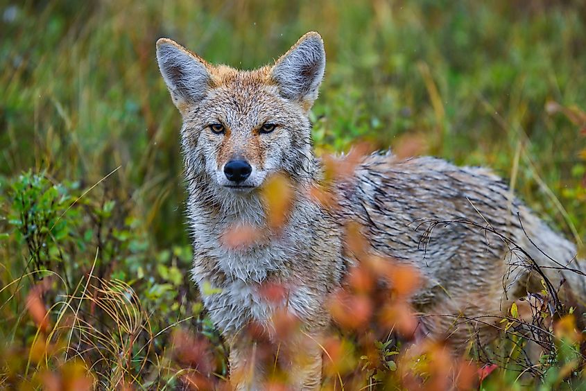 A coyote (Canis latrans)