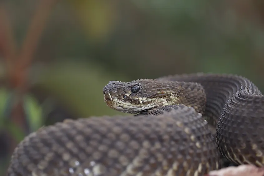 A neotropical rattlesnake (Crotalus durissus)