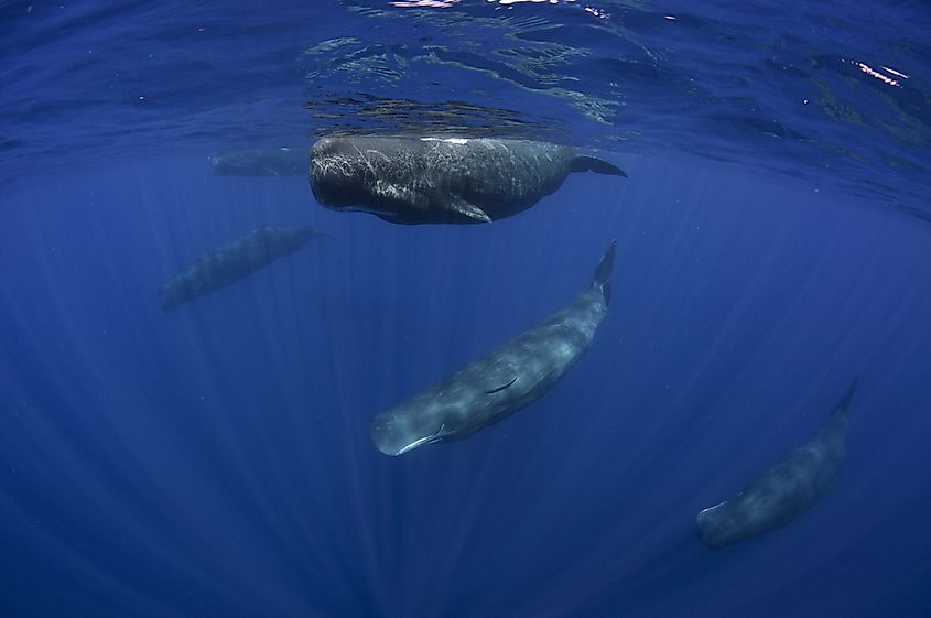 A pod of sperm whales.