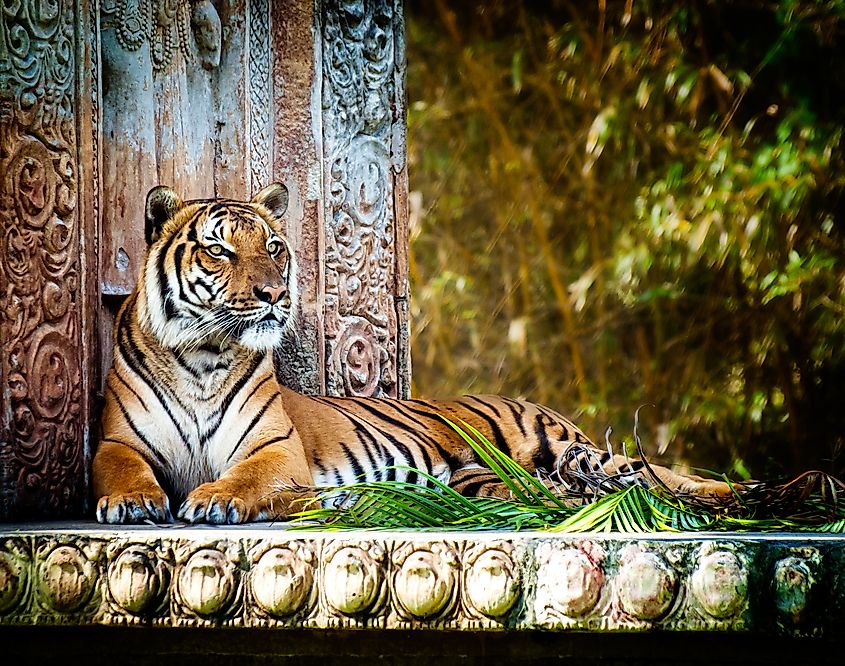 Malayan Tiger - Panthera tigris. 
