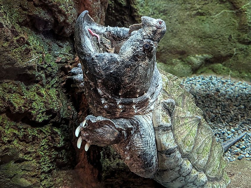 An alligator snapping turtle (Macrochelys temminckii)