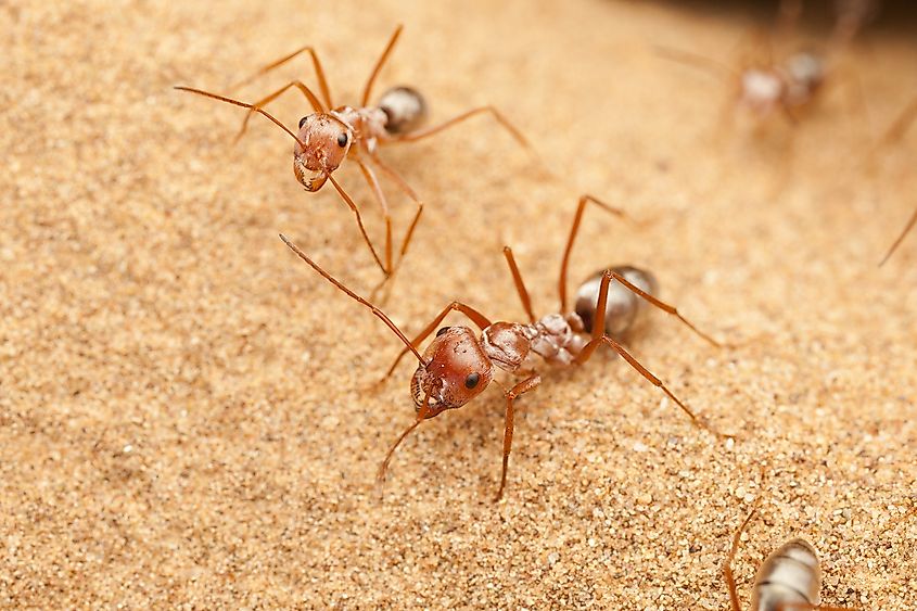 Saharan silver ants in the Sahara Desert. Image credit: Pavel Krasensky/Shutterstock.com