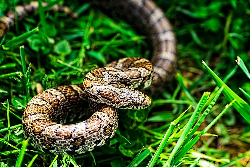 Eastern milk snake (Lampropeltis triangulum triangulum). Via Shutterstock / Malachi Jacobs.