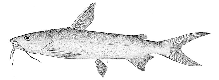 An ariid sea catfish, shown here in a historical illustration, represents one of the catfish groups associated with beaked sea snake diets.