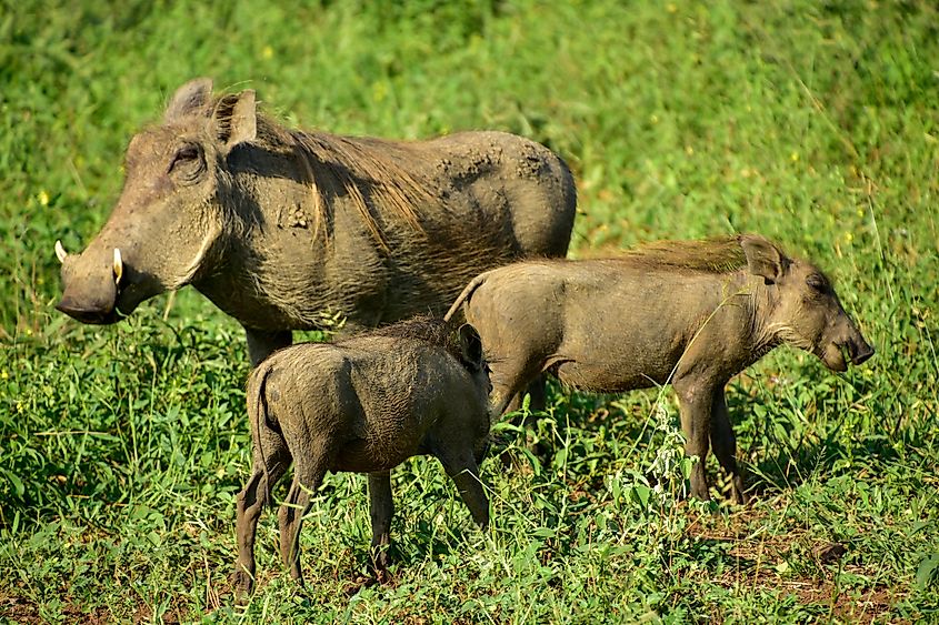 Warthog (Phacochoerus africanus) family grazing on the savannah. 