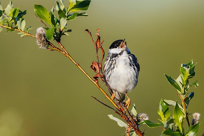 A blackpoll warbler (Setophaga striata)