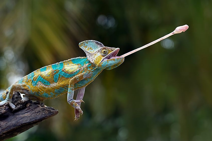 High Pied veiled chameleon catches prey.