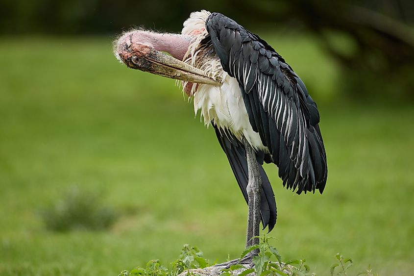 A marabou stork (Leptoptilos crumenifer)