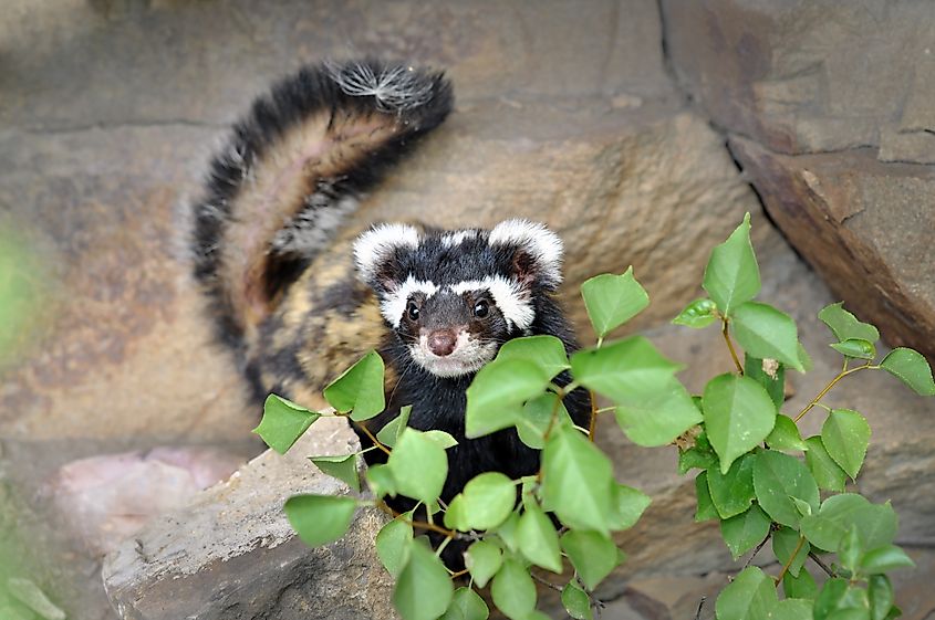 A marbled polecat (Vormela peregusna)