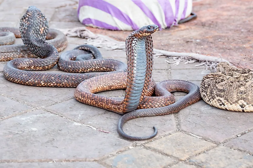 An Egyptian cobra (Naja haje)