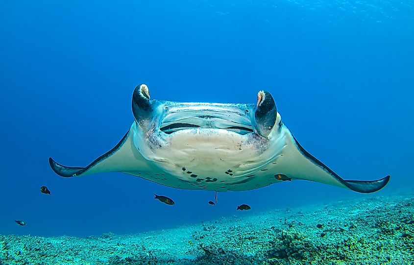 A giant manta ray (Mobula birostris)