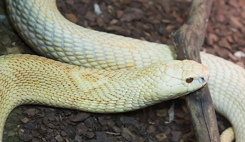 A monocled cobra (Naja kaouthia)