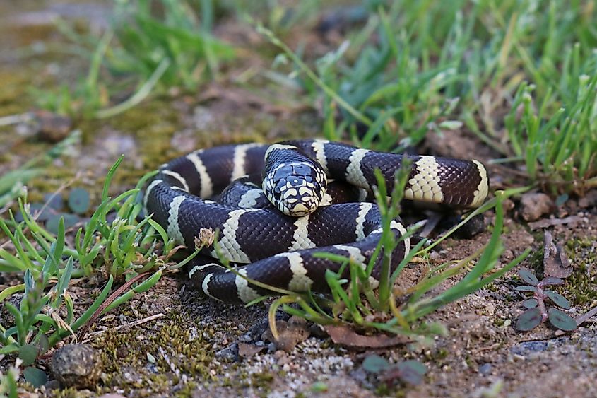 California Kingsnake (Lampropeltis californiae)
