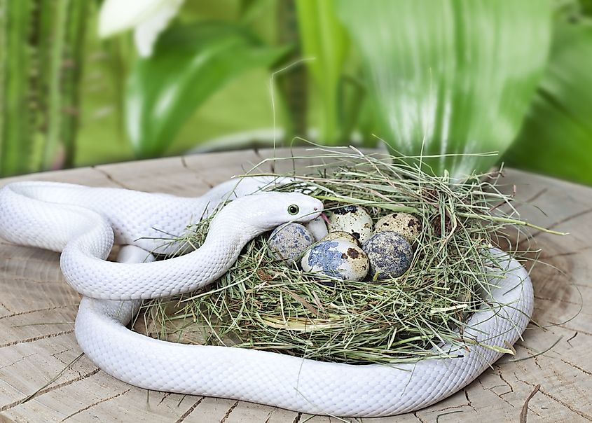 A white Texas rat snake (Pantherophis obsoletus lindheimeri)