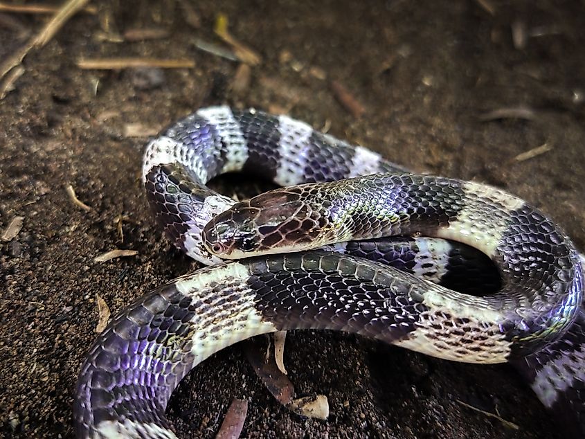 A Malayan blue krait (Bungarus candidus) 