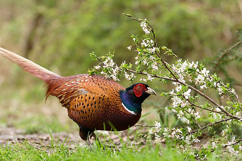 A ring-necked pheasant (Phasianus colchicus)