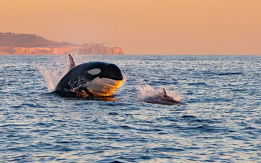 An orca hunting its prey