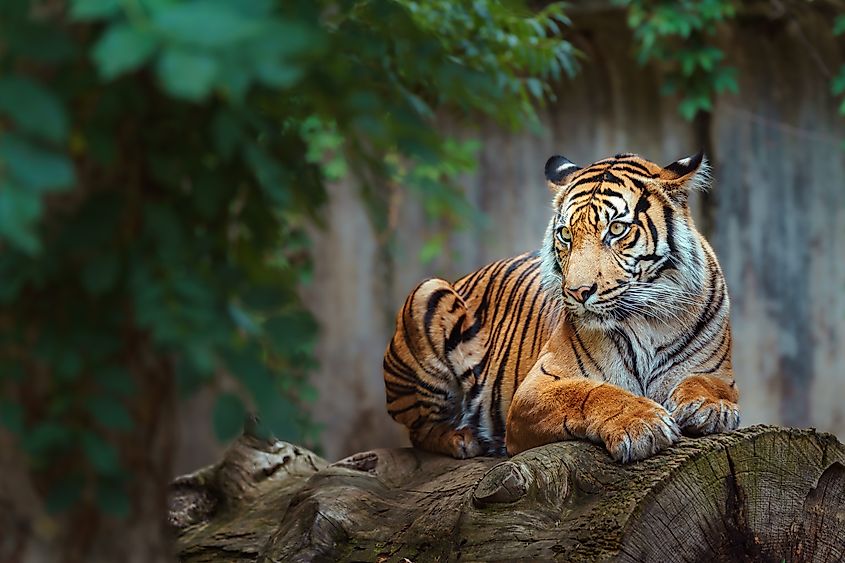 A Sumatran tiger (Panthera tigris sondaica)
