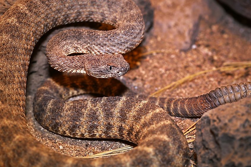 A tiger rattlesnake (Crotalus tigris)