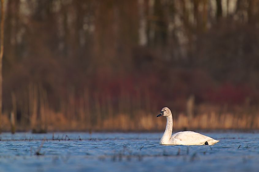 A tundra Swan (Cygnus columbianus)