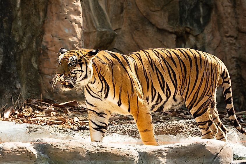 An Indochinese tiger (Panthera tigris corbetti)