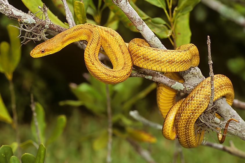 A yellow rat snake (Pantherophis alleghaniensis)