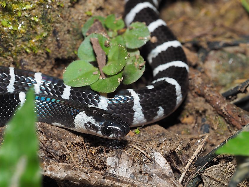 A many-banded krait (Bungarus multicinctus)