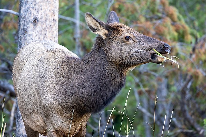 An elk cow grazing