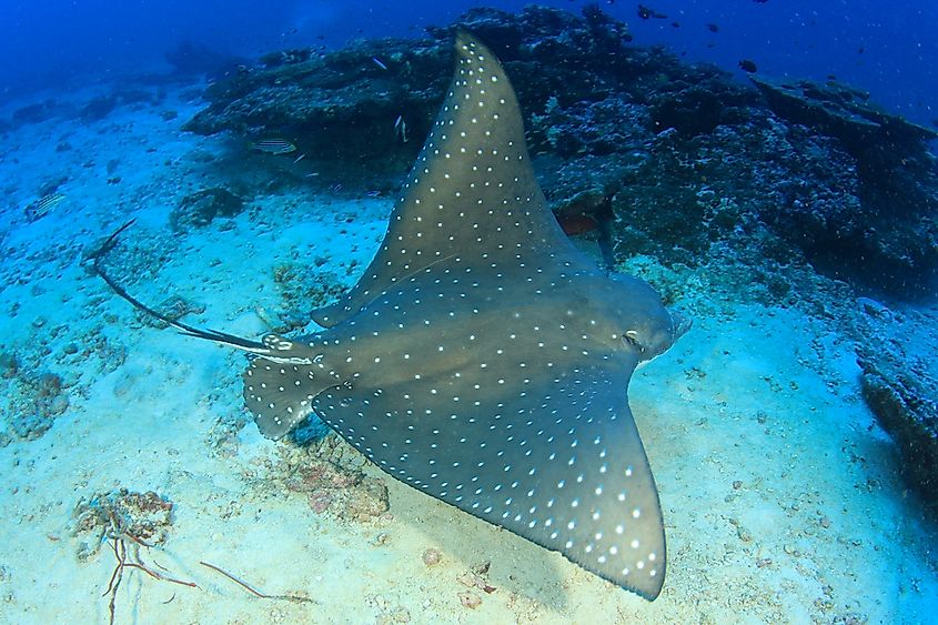 A spotted eagle ray gliding over the seabed.