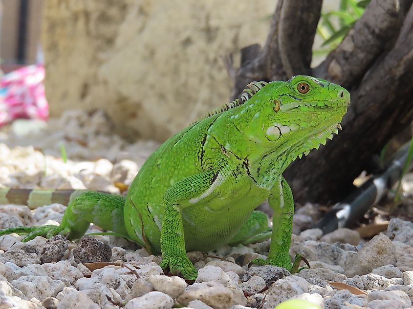 Wild fluorescent green iguana in tropics.