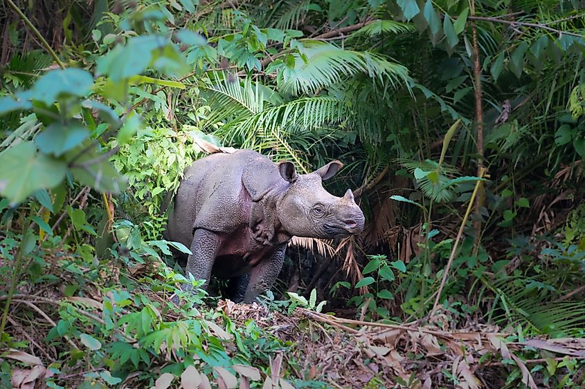 A Javan rhino (Rhinoceros sondaicus)