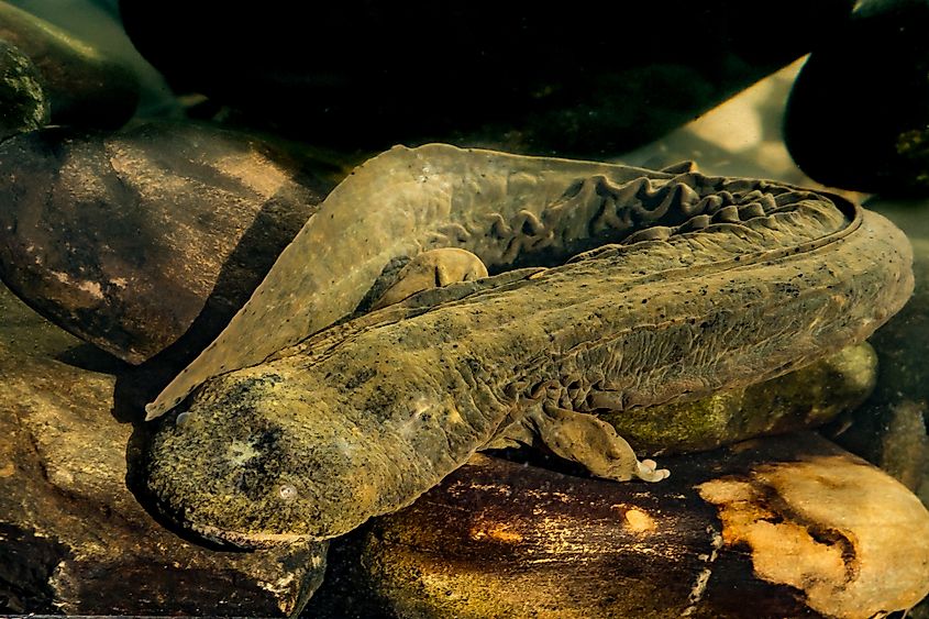 An eastern hellbender foraging for crayfish
