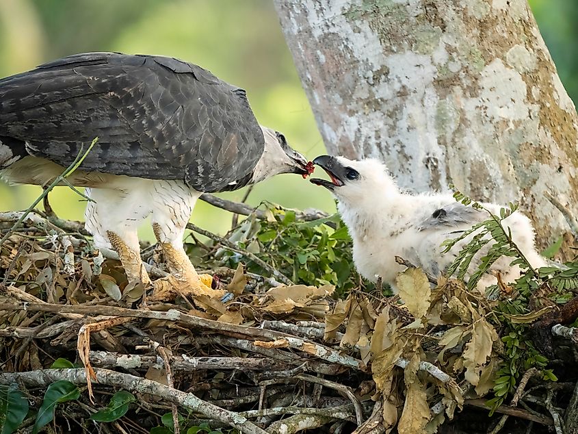 A harpy eagle feeding its chick