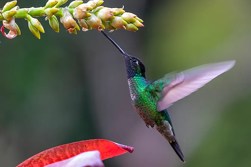 A magnificent hummingbird (Eugenes fulgens)
