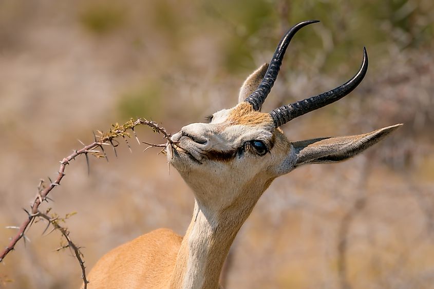 A springbok (Antidorcas marsupialis)