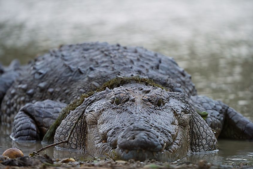 A mugger crocodile (Crocodylus palustris)