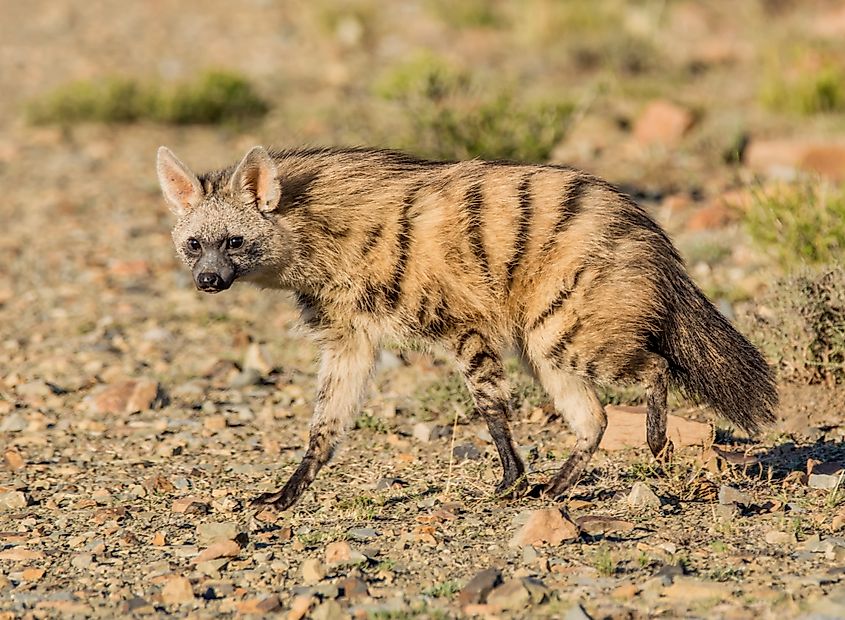 An aardwolf (Proteles cristata)