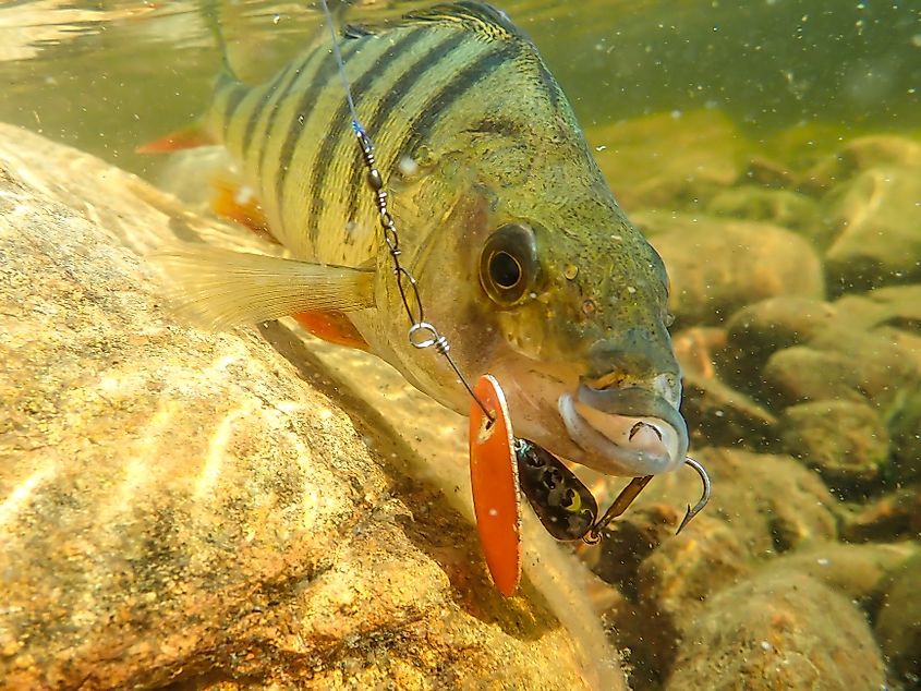 A Nile perch swimming underwater.