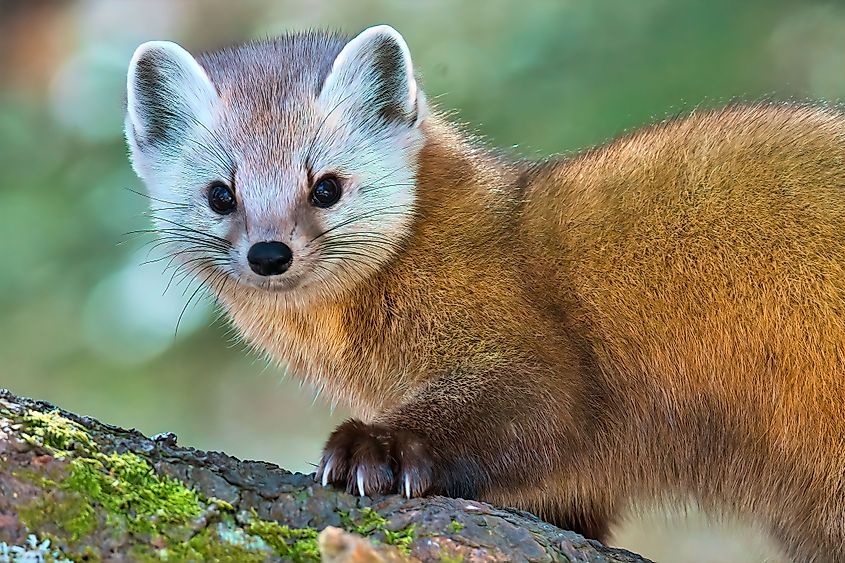 A cute Newfoundland marten on a tree 
