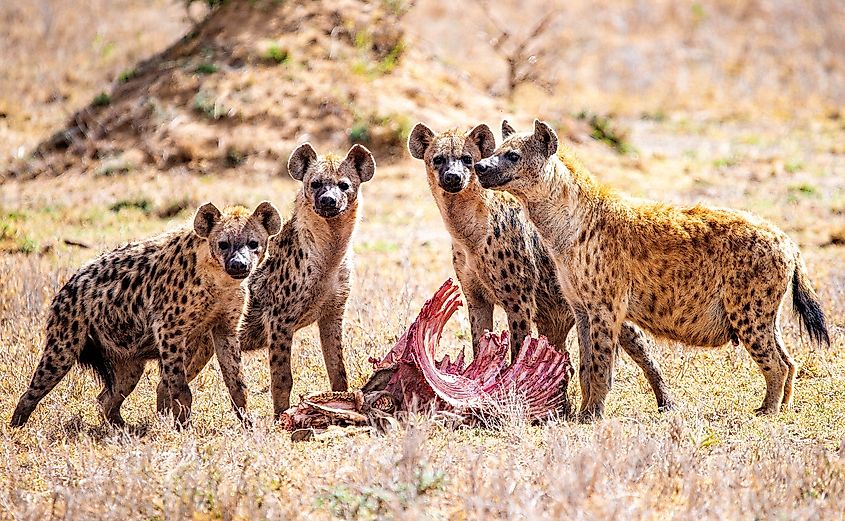 Spotted hyenas in Kenya, East Africa (Credit: Sean Clee via Shutterstock)