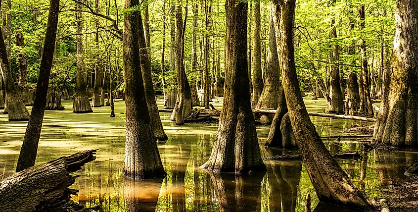 A view of the moss-covered trees at Congaree National Park